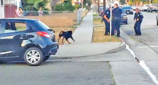 Policia-dispara-a-perro